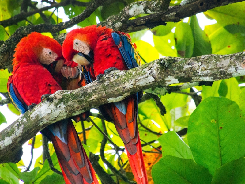Rio de Janeiro Tijuca