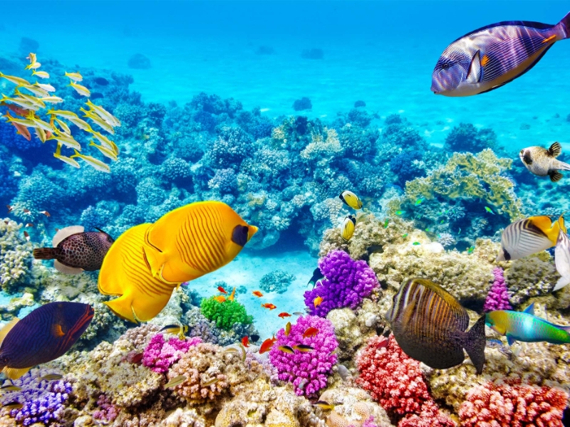 Coral Reef Meeru Island Maldives