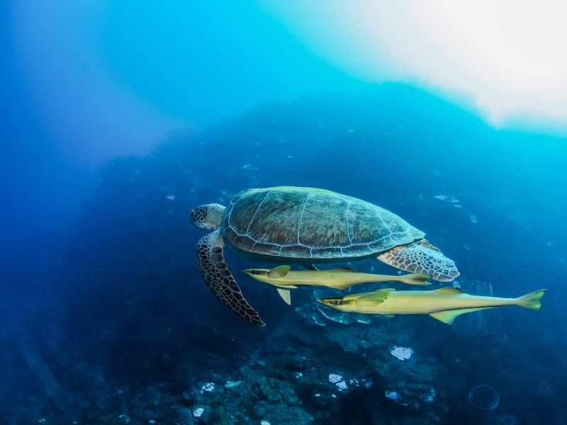 Sealife