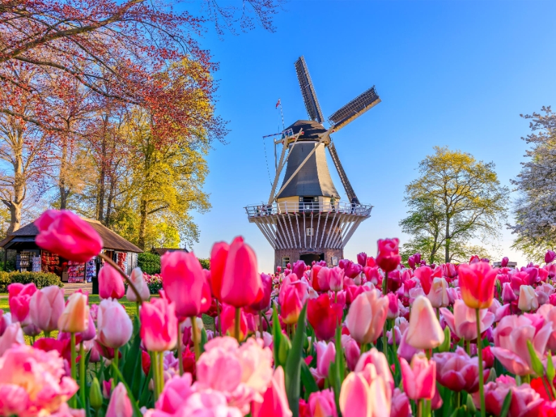 Lisse