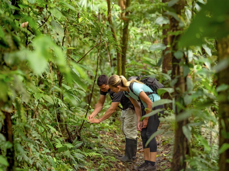Jungle Hiking