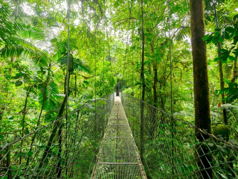 Monteverde Cloud Forest