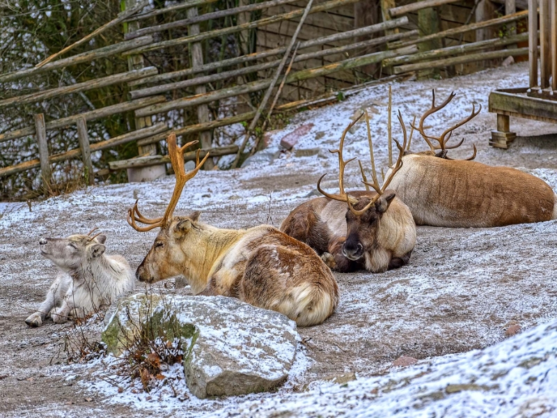 Skansen Stockholm Open Air Museum
