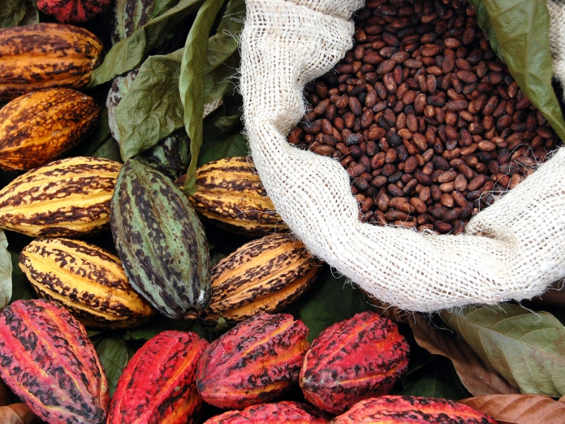 Cocoa Chocolate Ecuador