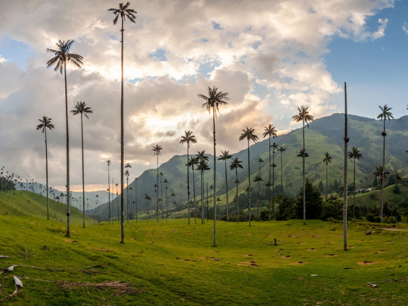Cocora Valley