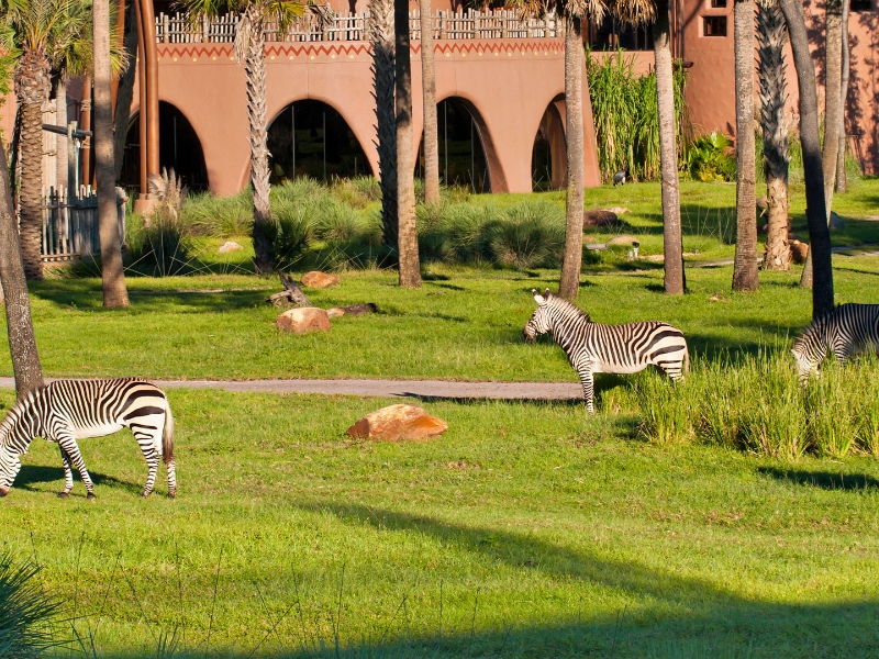 Savannah View