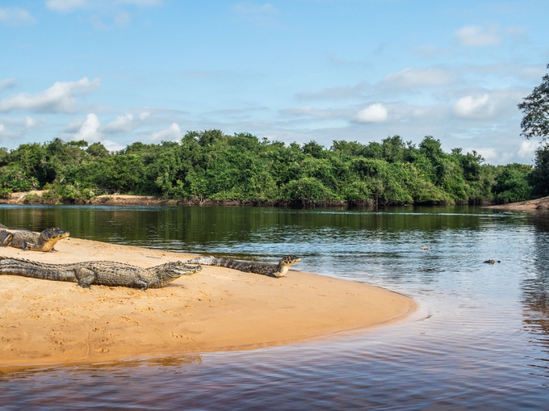Caimans Pantanal