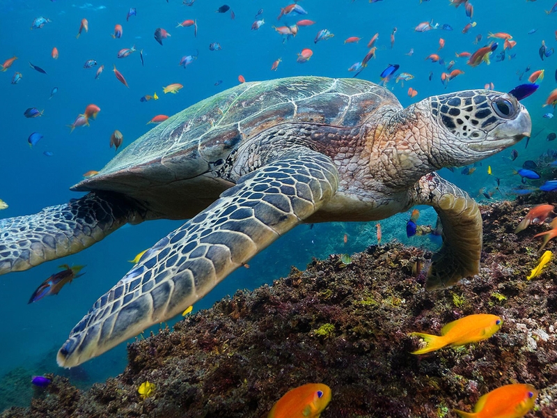 Underwater Tortoise School of fish