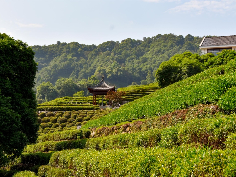 Longjing Village