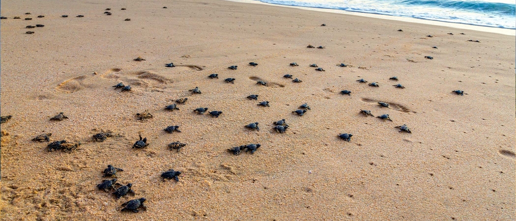 Tortues à Huatulco