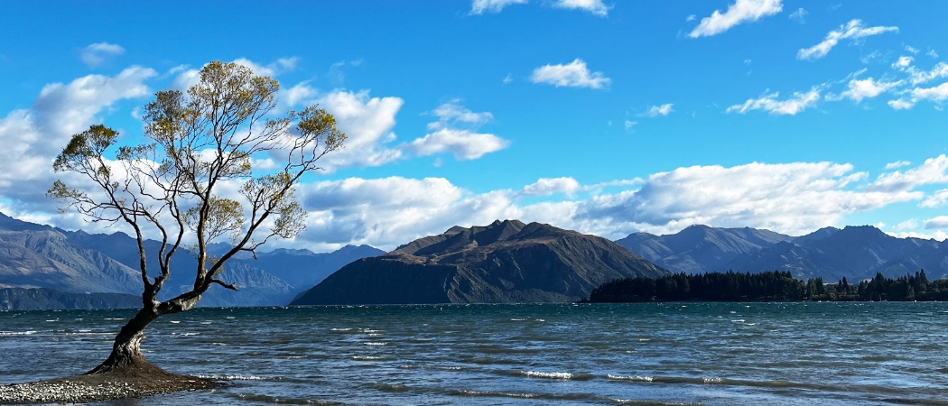 Lake Wanake Tree