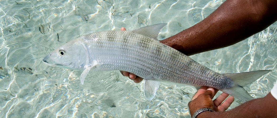 Poisson osseux