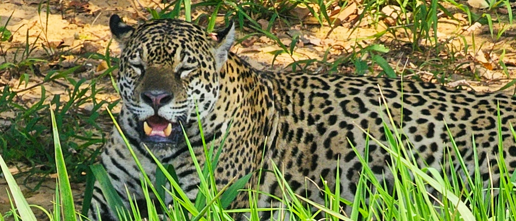 Un jaguar bâillant au bord de la rivière