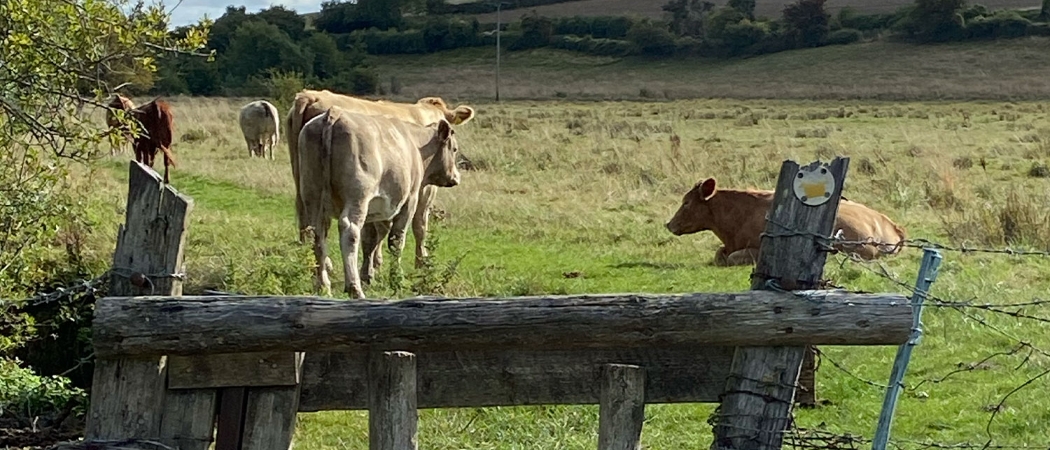 Cotswolds cows