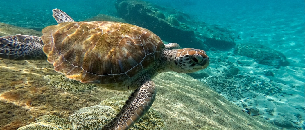 Plongée à Curaçao