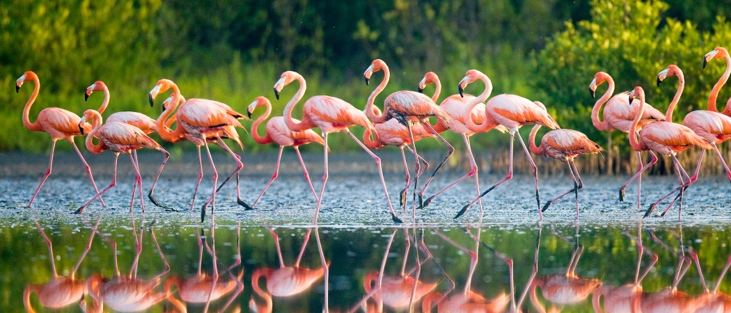 Cuba Flamingos