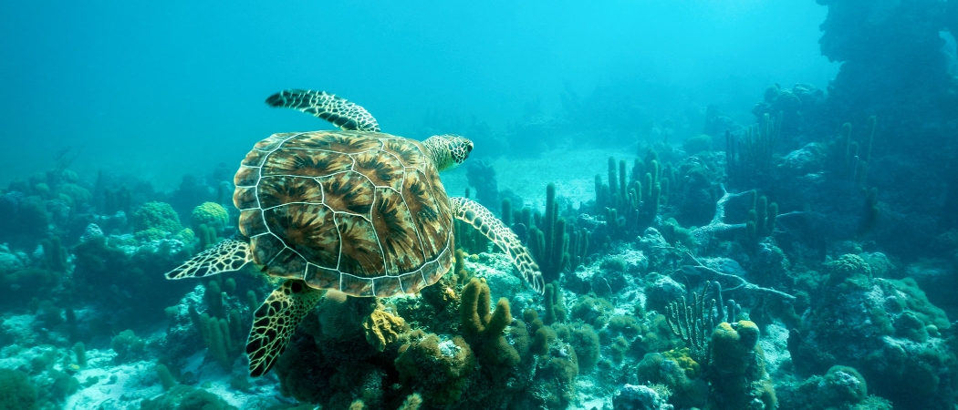 Plongée avec tuba aux îles Turques-et-Caïques