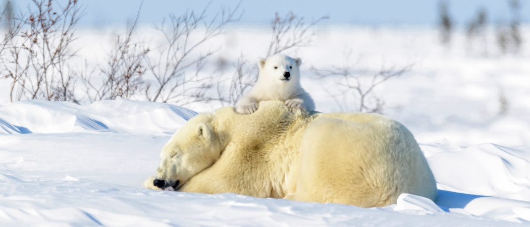 Polar Bears in Canada