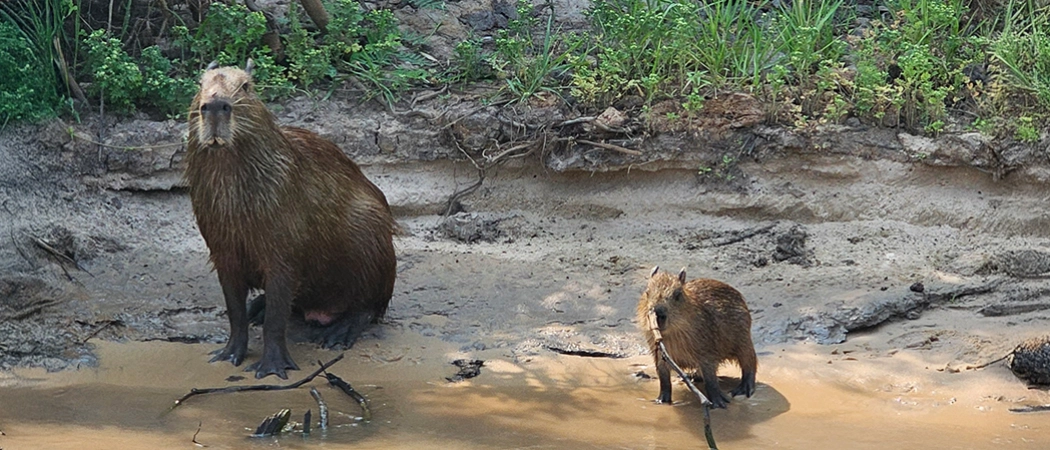 Deux capybara assis ensemble