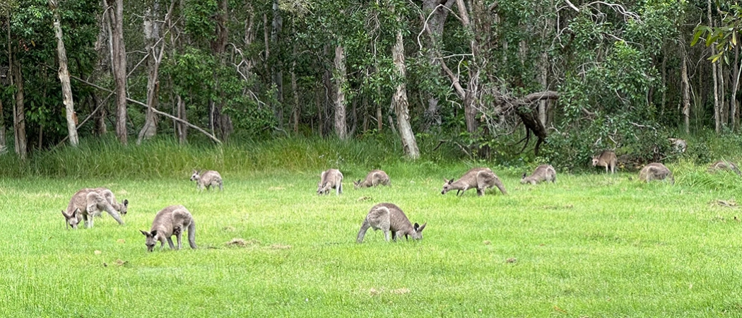 Australie : Kangourous sauvages de Brisbane