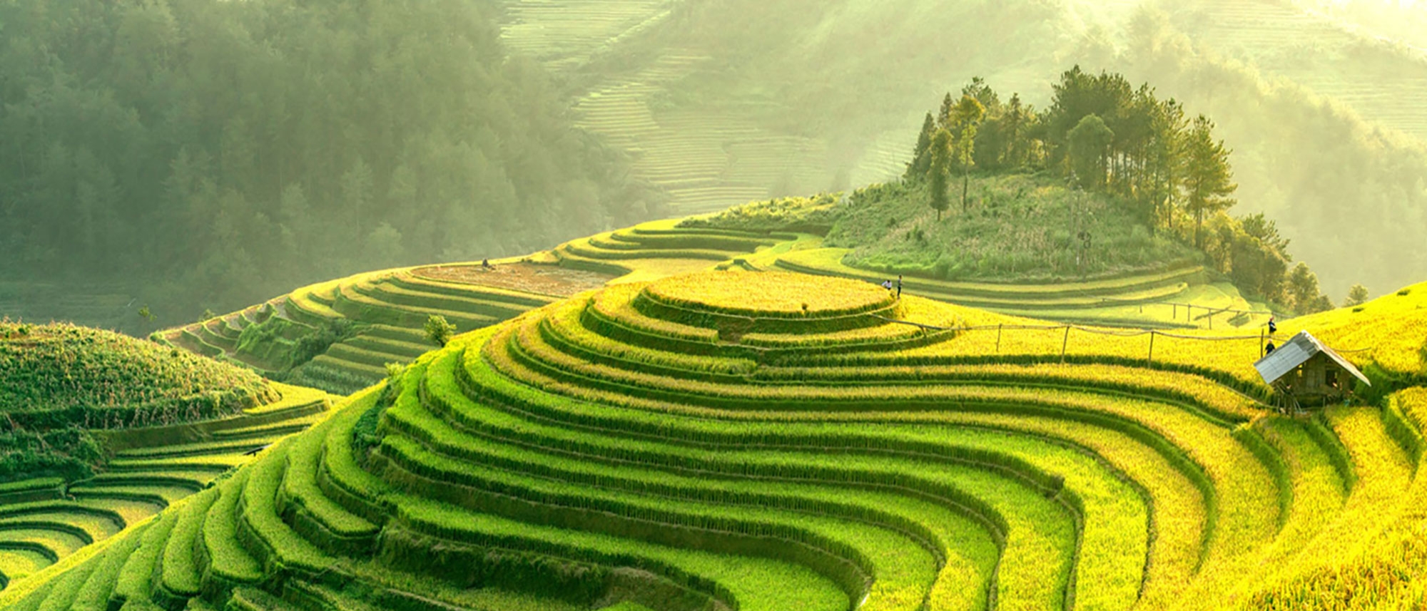 Vietnam Rice Fields