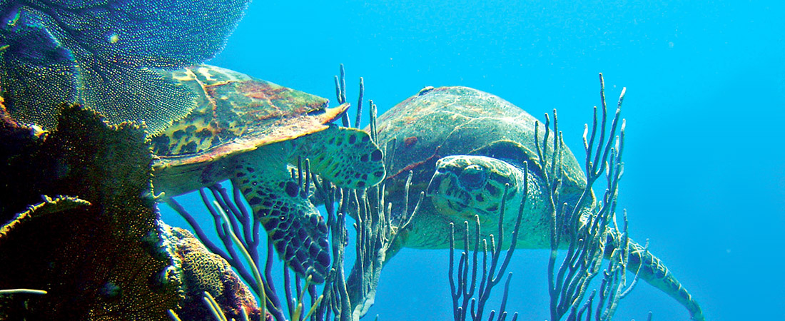 Barbados turtles