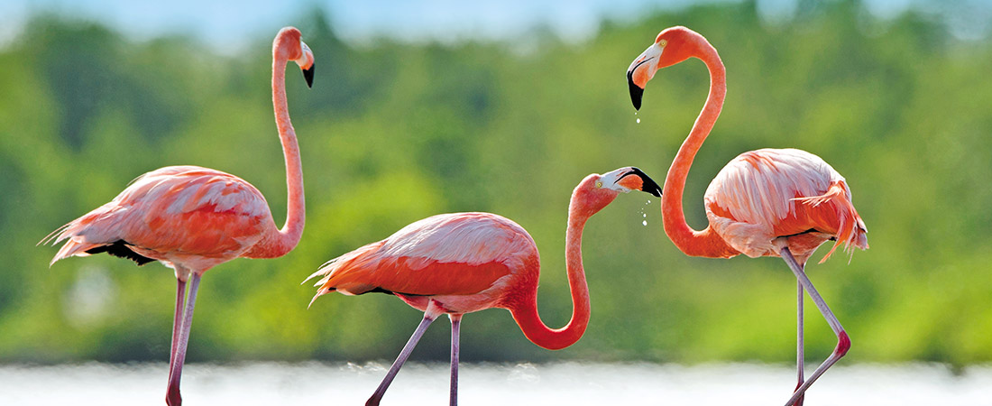 Cuba Flamingos