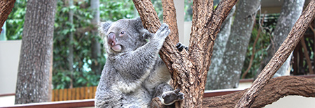 Brisbane- Lone Pine Koala Sanctuary.